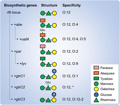 O-Antigen decorations in Salmonella enterica play a key role in eliciting functional immune responses against heterologous serovars in animal models